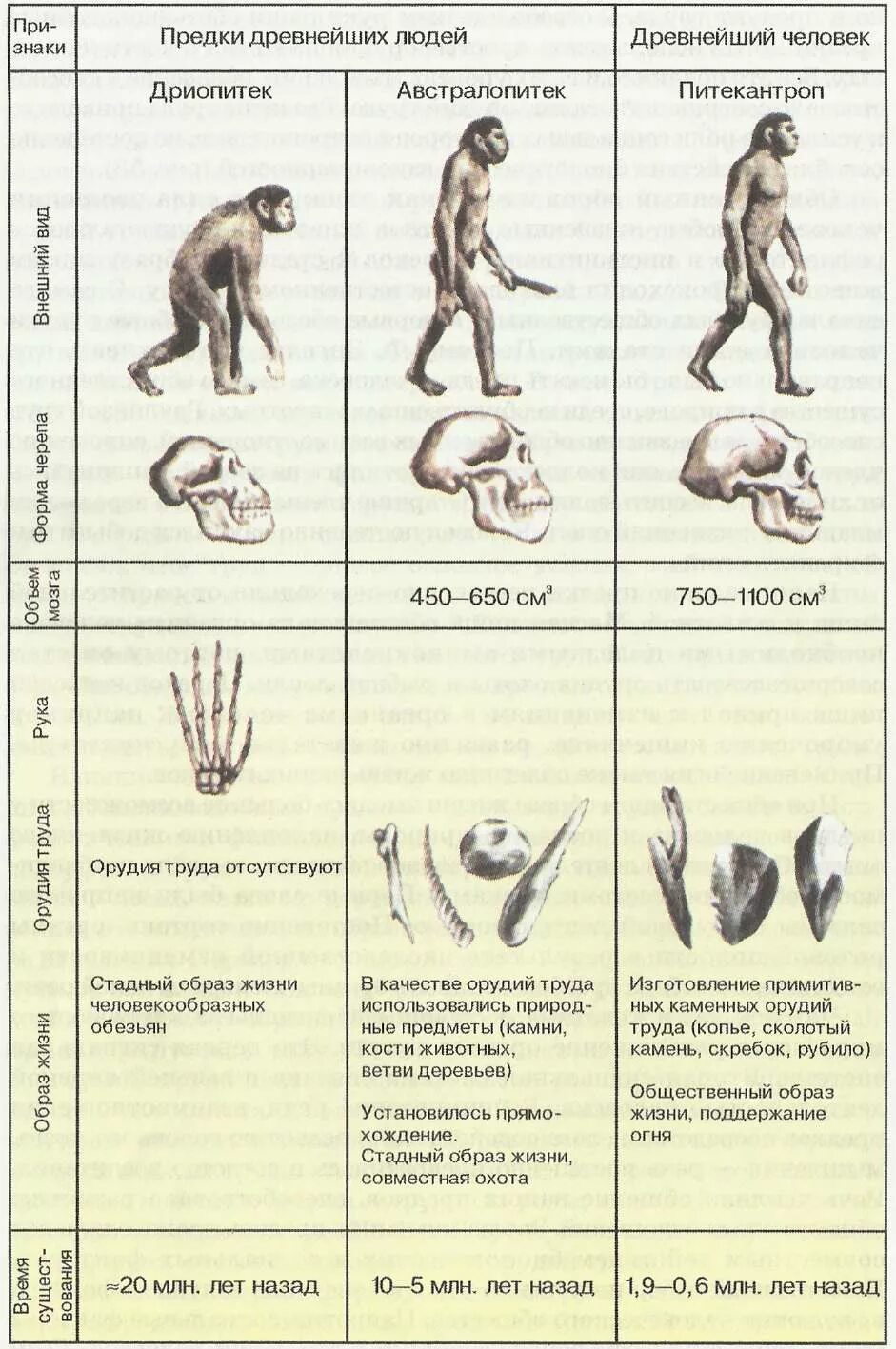 Эволюция человека таблица по биологии 9 класс. Ступени развития человека Антропогенез. Антропогенез этапы развития Антропогенез. Антропогенез схема эволюции человека. Этапы антропогенеза человек разумный.