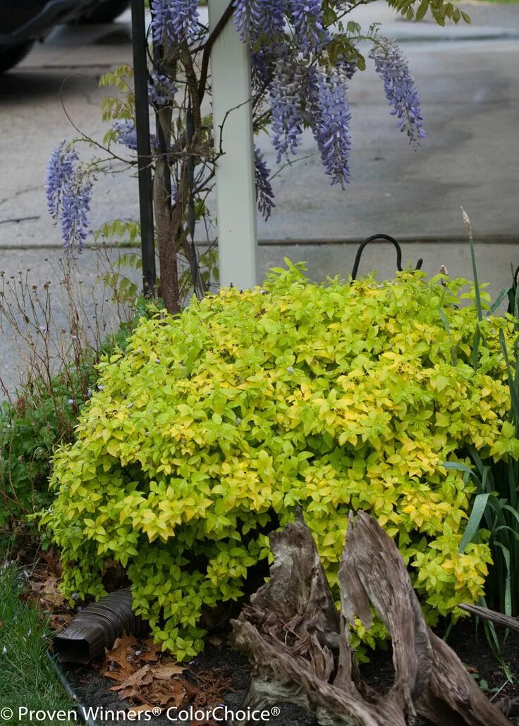 Спирея Зен. Спирея Голден карпет. Спирея Хуберт Голд. Spiraea japonica Zen`Spirit Gold. Спирея зен спирит