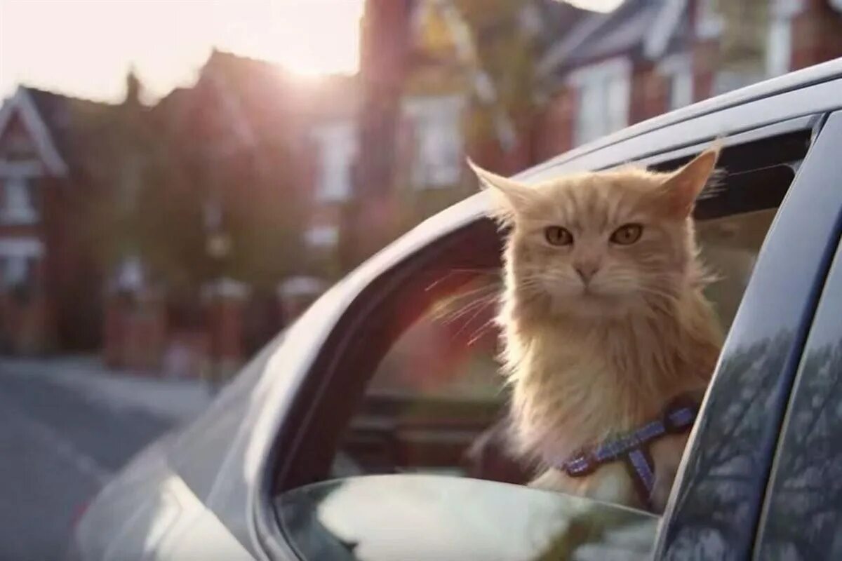 Кот в машине. Кот из окна машины. Кот на окно машины. Кошка в окне машины.