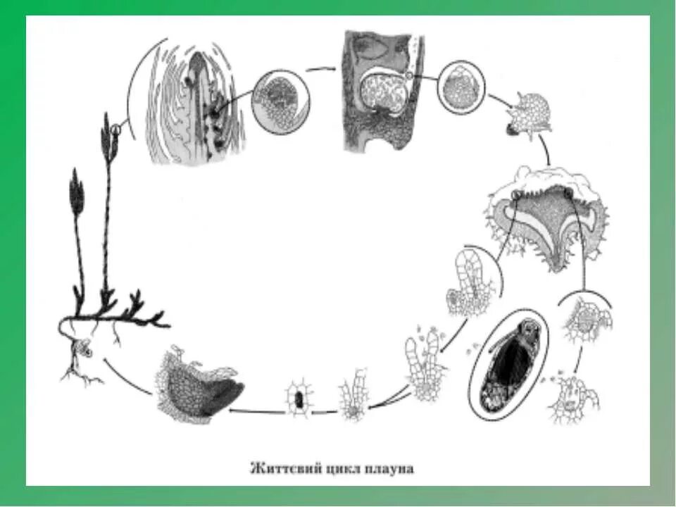 Цикл плауна булавовидного. Жизненный цикл плауна булавовидного схема. Цикл развития плауна схема. Цикл развития плауна булавовидного. Плаун булавовидный схема