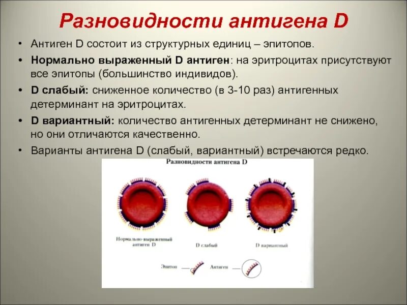 Определение антител к эритроцитам