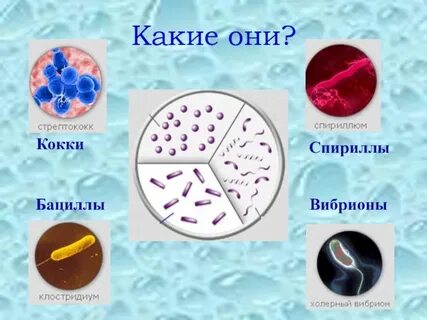 Бациллы какие