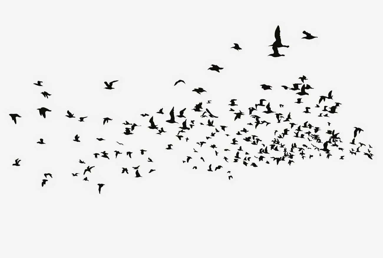 Стая воронов текст. Стая птиц. Птицы в небе на белом фоне. Стая ворон на белом фоне. Стая птиц силуэт.