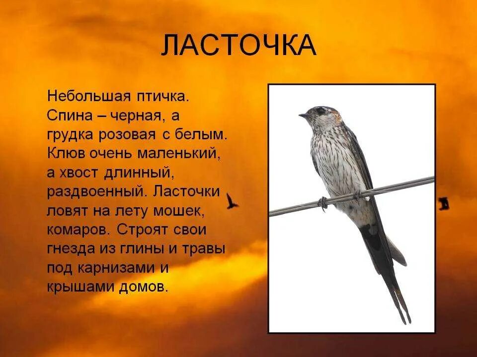 Рассказ о птице 1 класс окружающий мир Ласточка. Описание ласточки. Ласточка птица описание.