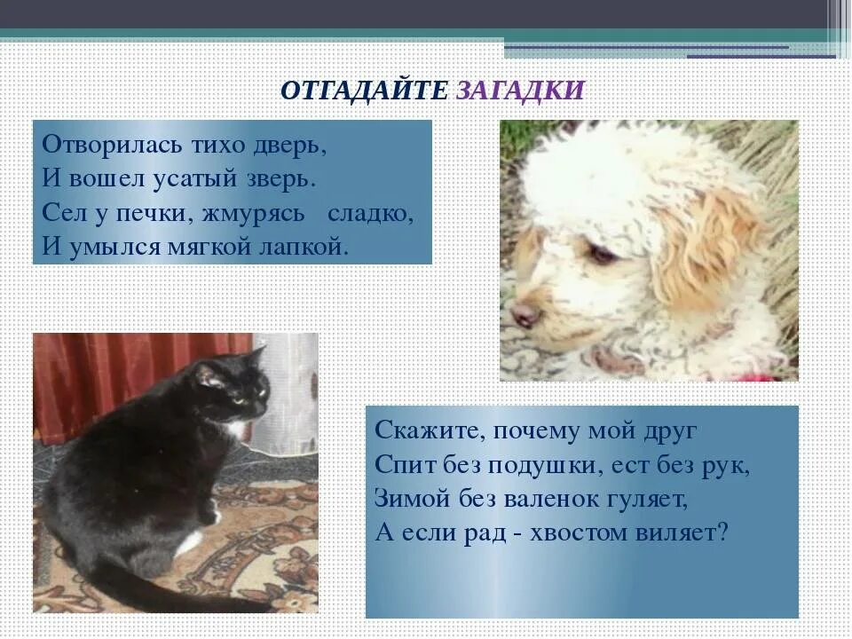Рассказ о своем любимце 2 класс. Проект мои домашние питомцы собака. загадки на тему собака. проект домашние животные кошка и собака. рассказ о кошках и собаках.