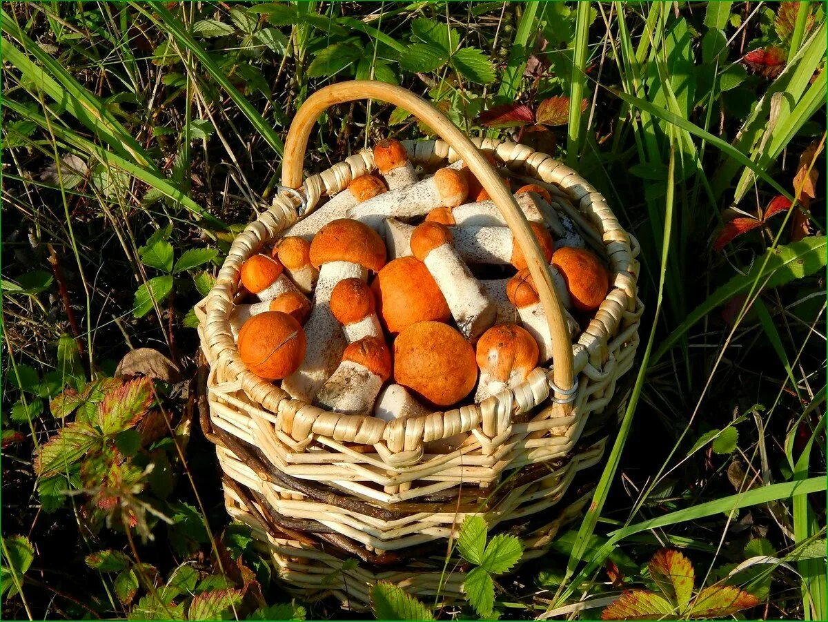 композиция из ракушек в корзинке. красивая корзинка с грибами. натюрморт с грибами. лукошко с грибами. токсичное лукошко в теплых морях.