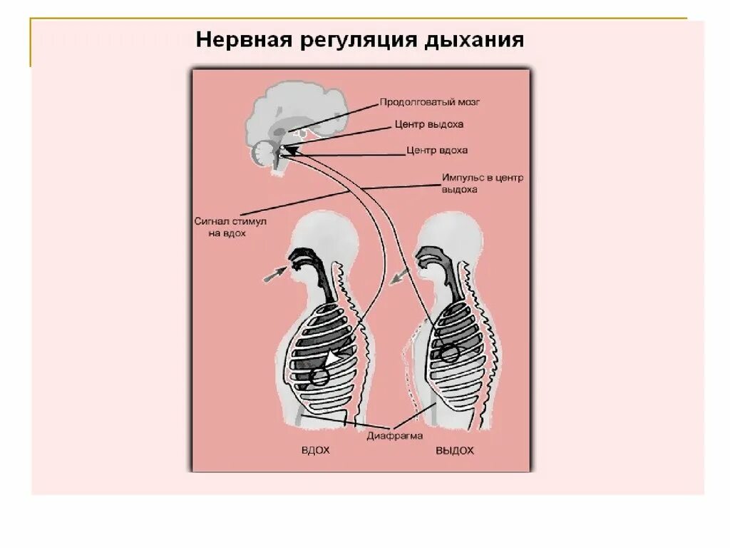 Вспомните как регулируется дыхание у человека зная. Регуляция дыхания нервная и гуморальная схема. Нервные механизмы регуляции дыхания. Типы регуляции дыхания. Схема способы регуляции дыхания.