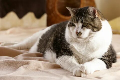 Самого толстого кота