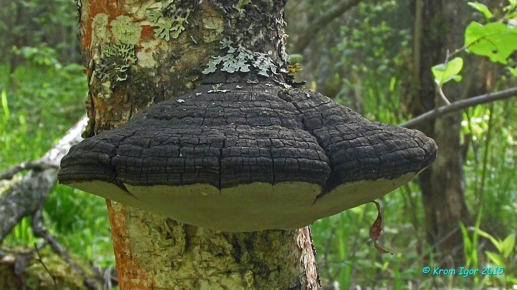 Гриб трутовик и береза отношения. Ложный трутовик Phellinus igniarius. Ложный трутовик (Phellinus igniarius (l. ex fr.) Quel.). Трутовик белый. Phellinus populicola.