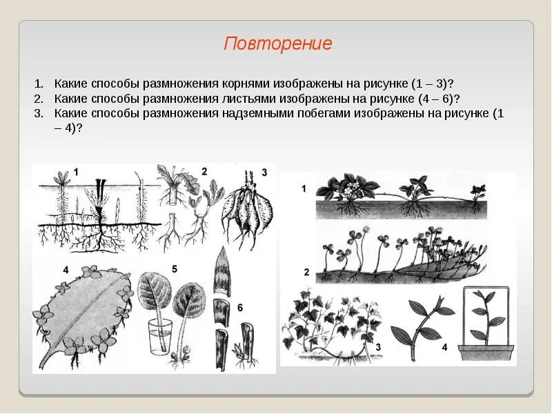 Какой способ изображен на рисунке