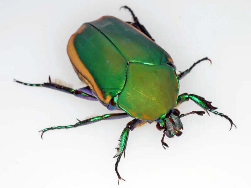 B bug. Пидерус жук. жук бронзовка мохнатая. june bugs жук. шипящий жук мраморный хрущ.
