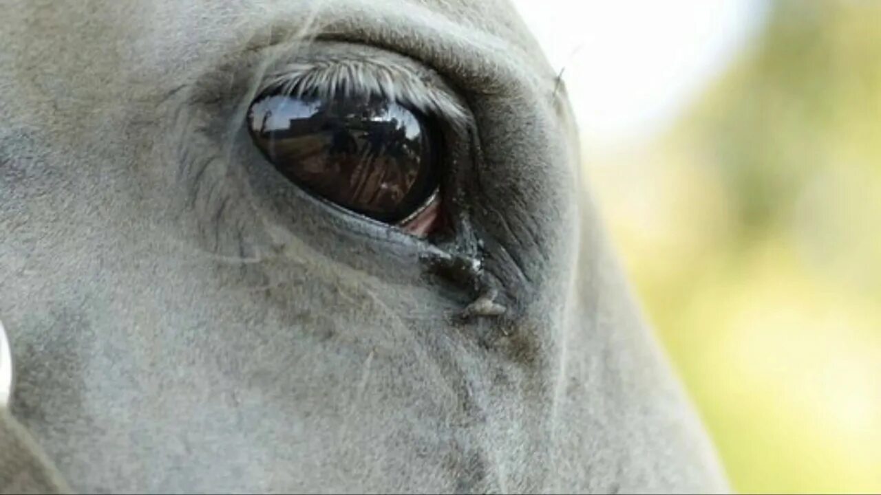 Blue Eyed Blond Horses, Most beautiful horses, Pretty horses