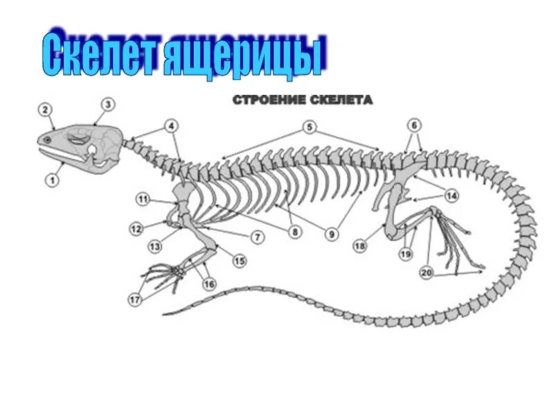 Скелет пресмыкающихся ящерицы. Скелет рептилий схема биология 7 класс. Строение скелета ящерицы. Строение скелета пресмыкающихся.