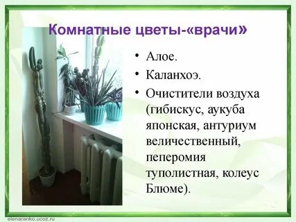 Благодарность комнатным растениям