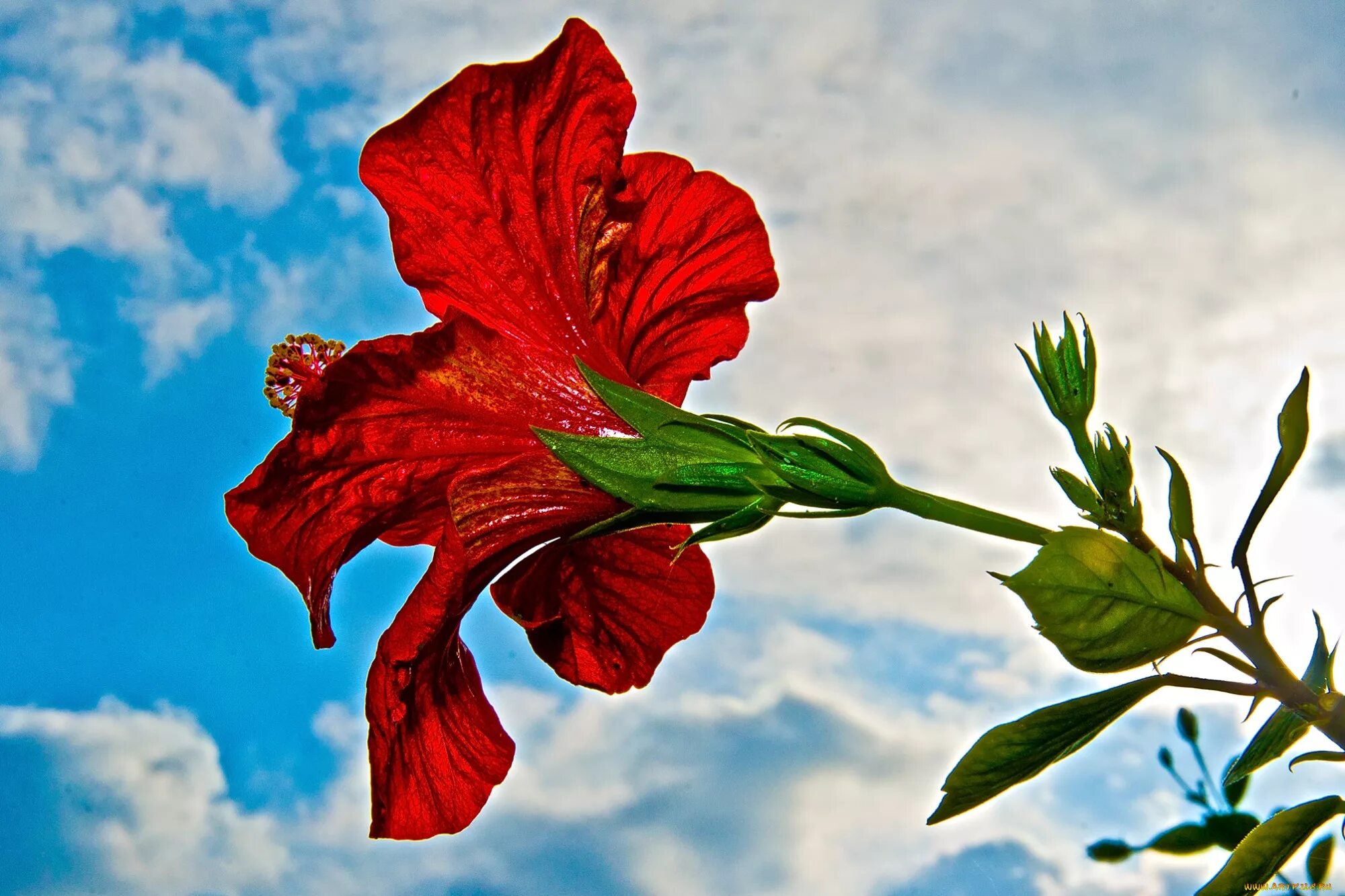 алые 4 буквы