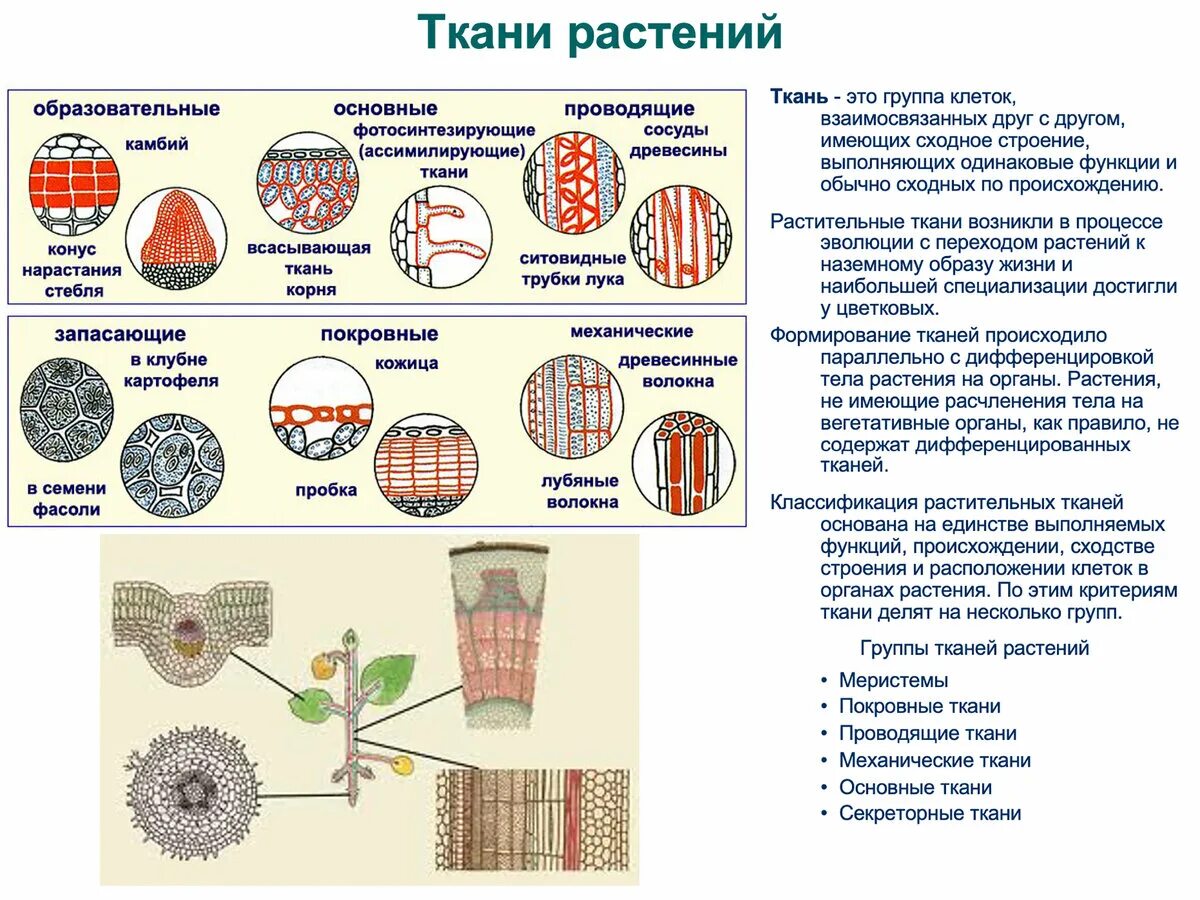 Ткани растений. Ткани растений ЕГЭ биология. Ткани растений ЕГЭ. Ткани растений схема. Значение в области какой ботанической науки