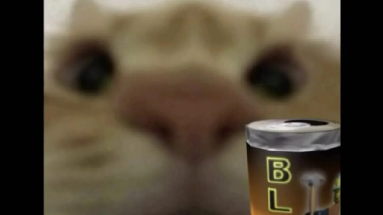 You know you look so good. Catyepper. Catnope. PWGOOD кот. You look so good.