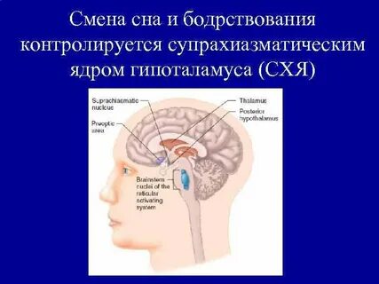 Гипоталамус сон