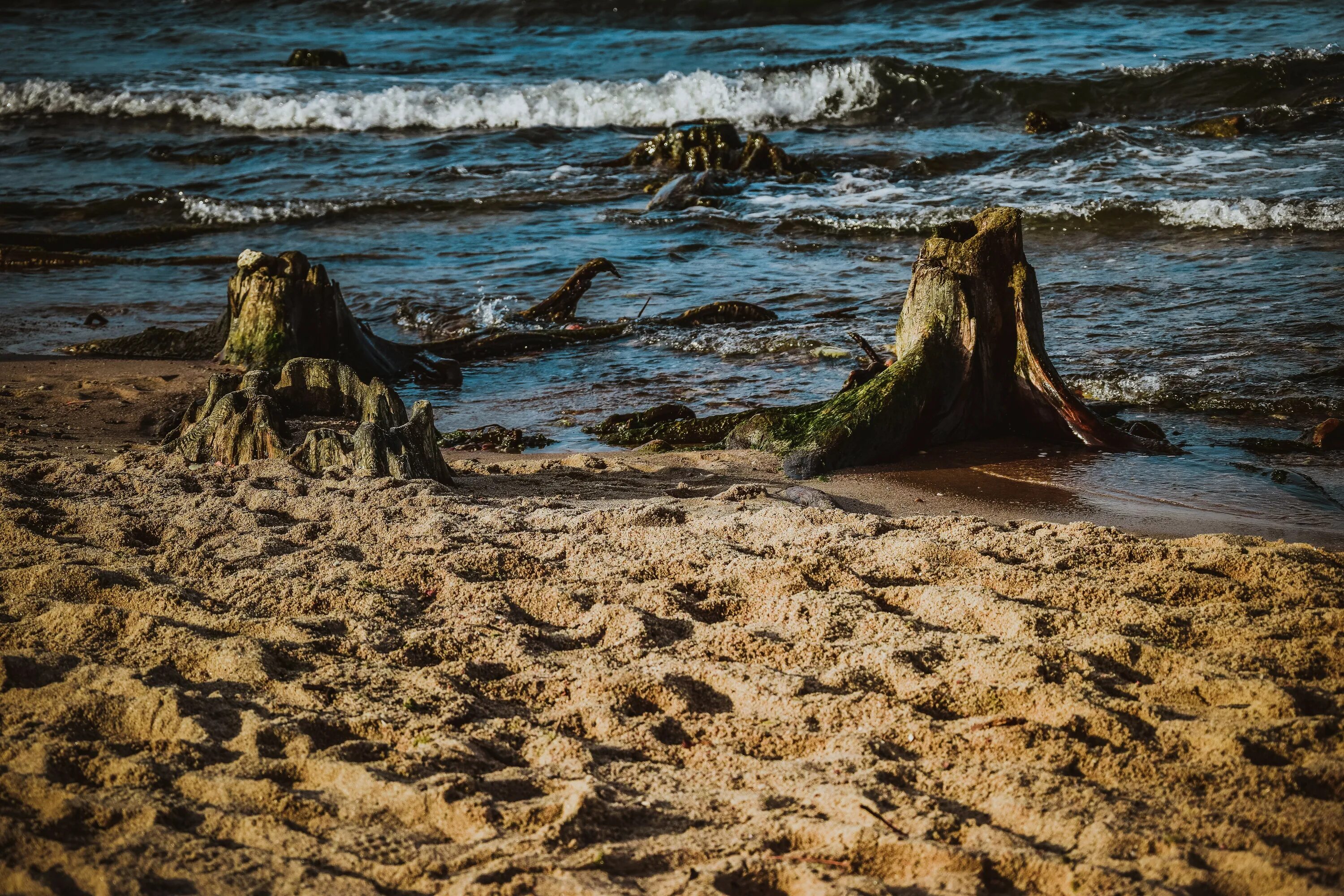 Песок зеленоградск. На море пенёк. Море с пеньки. Пеньки в море Балтийском. Моря и песок Зеленоградск.