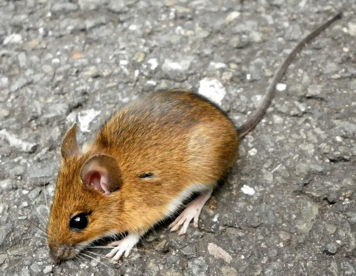 Желтогорлая Лесная мышь. Желтогорлая полевка. Желтогорлая мышь Apodemus flavicollis. Лесная мышь (Apodemus sylvaticus).