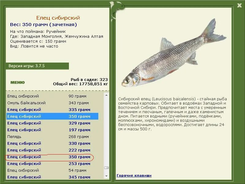 Карповые какие рыбы. Русская рыбалка 3 Подкаменная Тунгуска Амурский хариус. Русская рыбалка 3 Подкаменная Тунгуска Ерш. Подкаменная Тунгуска Ленок рр3. Русская рыбалка 3 Подкаменная Тунгуска хариус Сибирский.