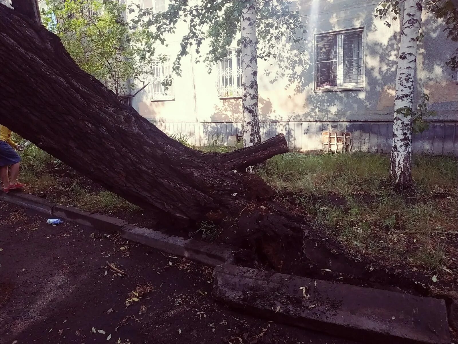 Ветка, сломанная ветром. Лаконичный памятник надломленное дерево. Порывы ветра. Поваленное дерево в лесу. Разбитый ветер.