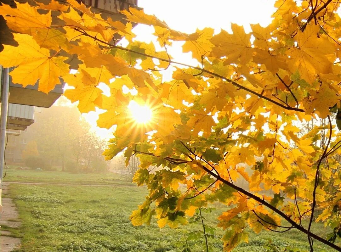 утро солнце сентябрь. осеннее солнце. солнце осенью. утро солнце сентябрь. утро солнце сентябрь.