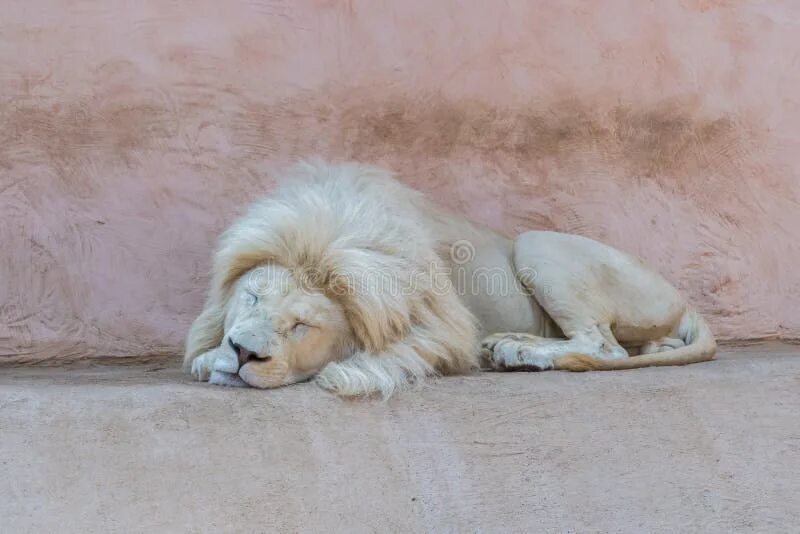 Фото спящего Льва с разных ракурсов. Lion Sleeps on back. Фф sleeping lions автор litmasily