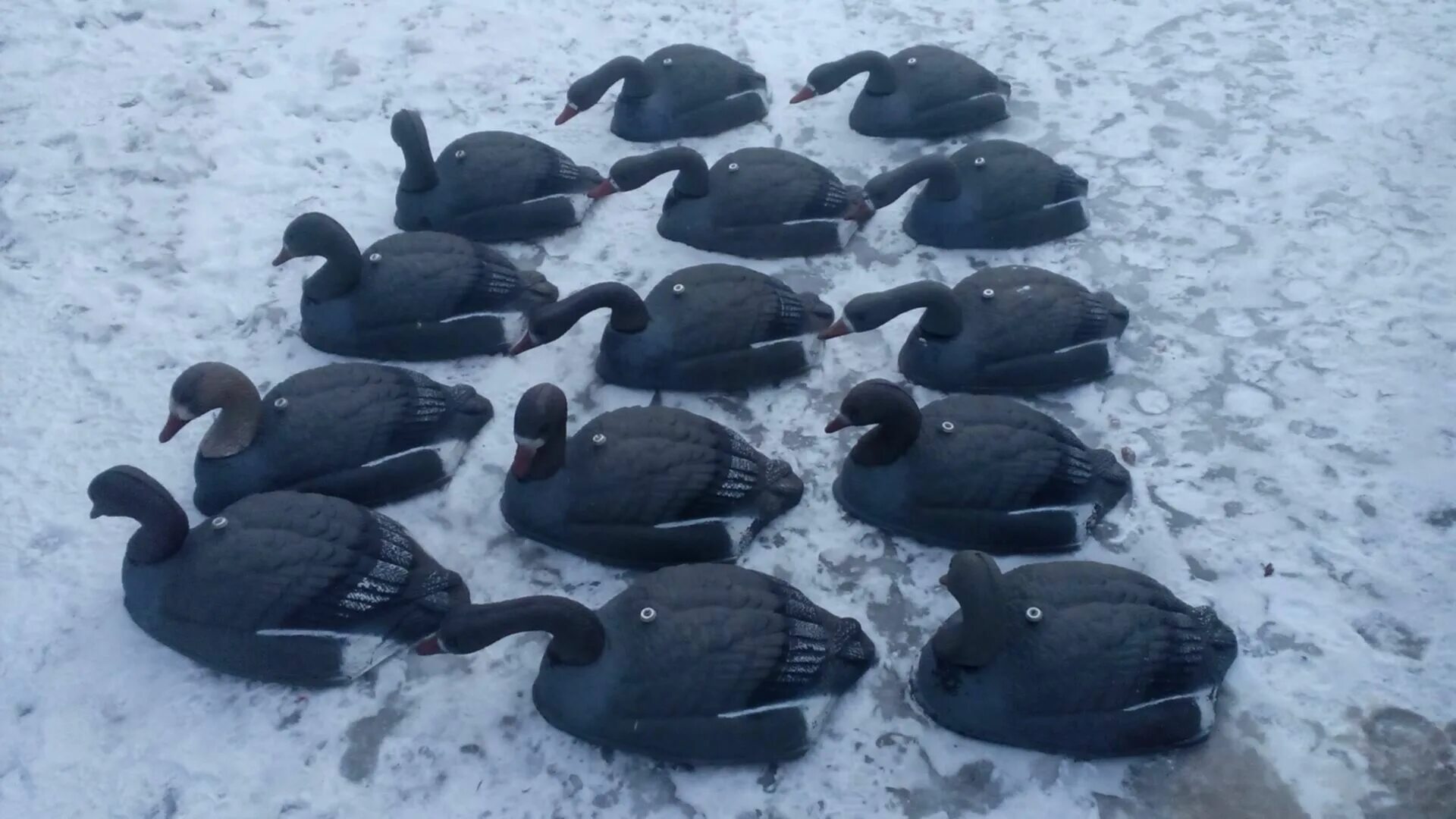 Обнимусь игрушка гуся обнимусь. Гуси холмогоры. Пицца гусь в воронеже с доставкой. Пицца гусь. Горьковские гуси.