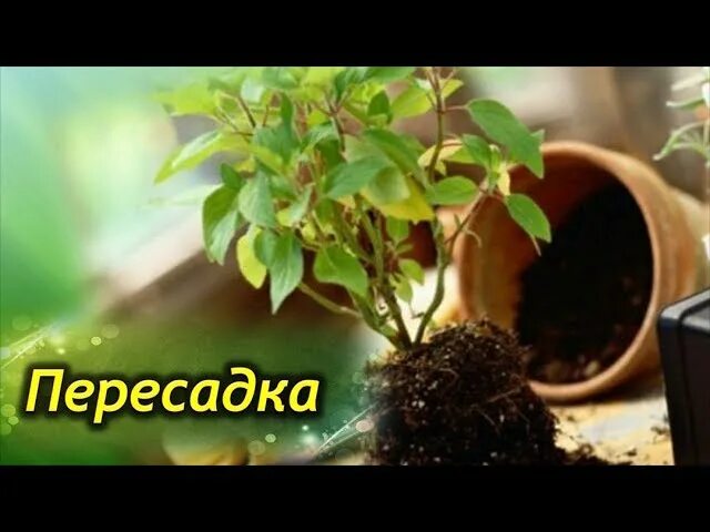 Пересадка фикуса бенджамина весной. Фикус Бенджамина пересадка. Пересадить фикус Бенджамина. Фикус пересадка в домашних. Пересадка цветов фикус Бенджамина.