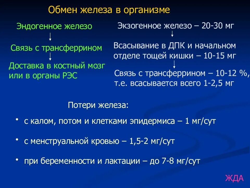 Этапы обмена железа. Обмен железа в организме. Обментжедеза в организме. Этапы обмена железа в организме.