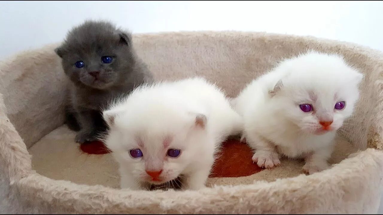 Котята которые только. Кошки маленькие. маленькие котята которые только родились. кошки маленькие большие. покажи мне маленьких котят.