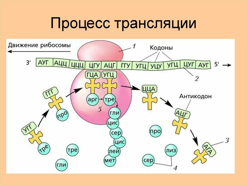 В трансляции принимает участие. Трансляция Биосинтез схема. Процесс синтеза белка на рибосоме схема. Этапы трансляции биосинтеза белка схема. Схема синтеза белка в рибосоме трансляция.