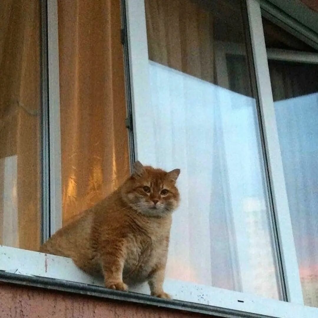 Наташа и коты приколы. Куда идет кот. Лежать в направлении мечты. Лежи в направлении своей цели. Лежать всеаправлении мечты.