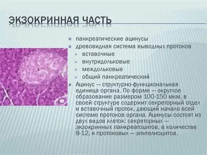 Экзокринная железа