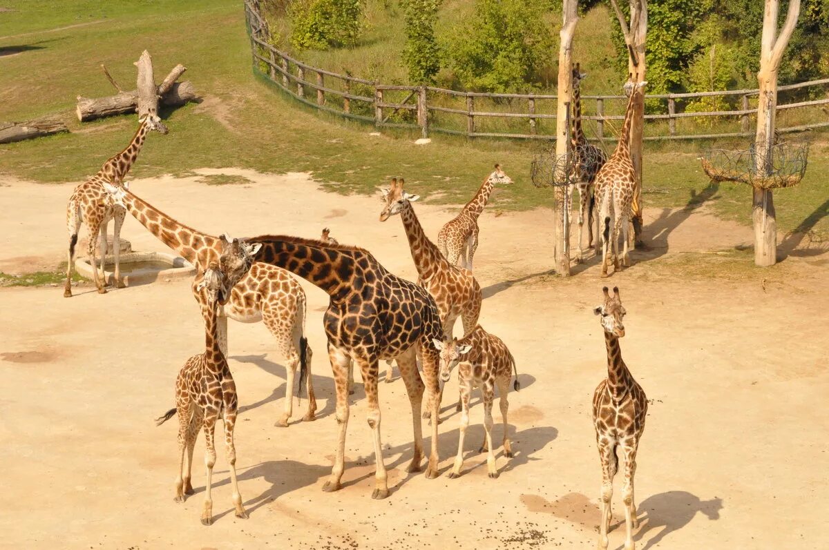 жираф самое высокое животное. стишок про жирафа для детей. жираф в пустыне. заходер жираф. жираф с детенышем.