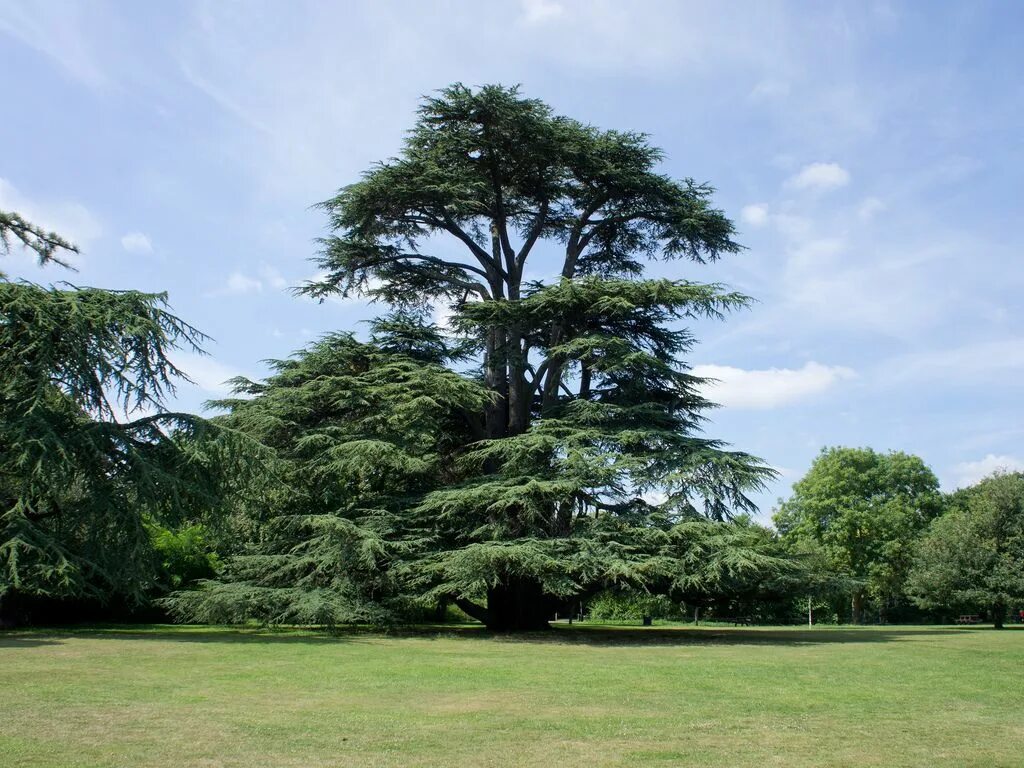 He tree