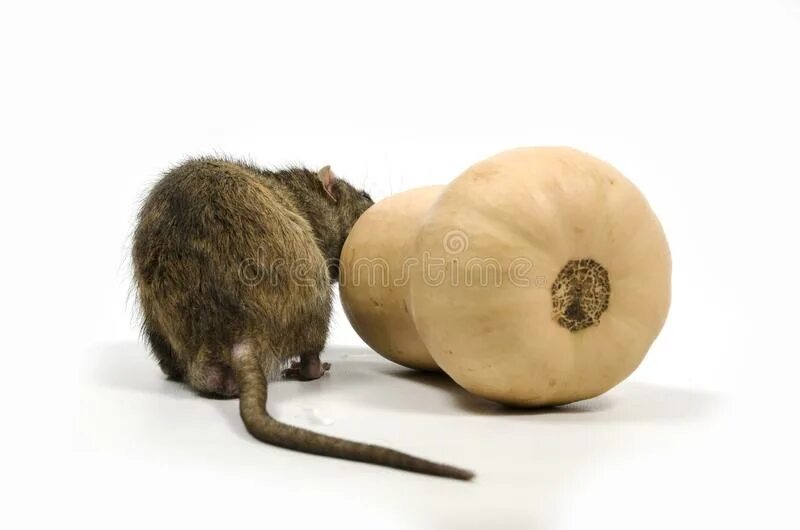 Белка хэллоуин. Тыквенные семечки польза. Мышка в тыкве. Грызть тыквенные. Грызть семечки.