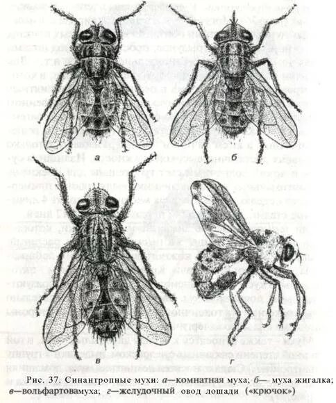 Зеленая мясная муха тип развития. Муха жигалка. Осенняя жигалка и комнатная Муха. Муха осенняя жигалка жизненный цикл. Мухи-Жигалки паразитология.