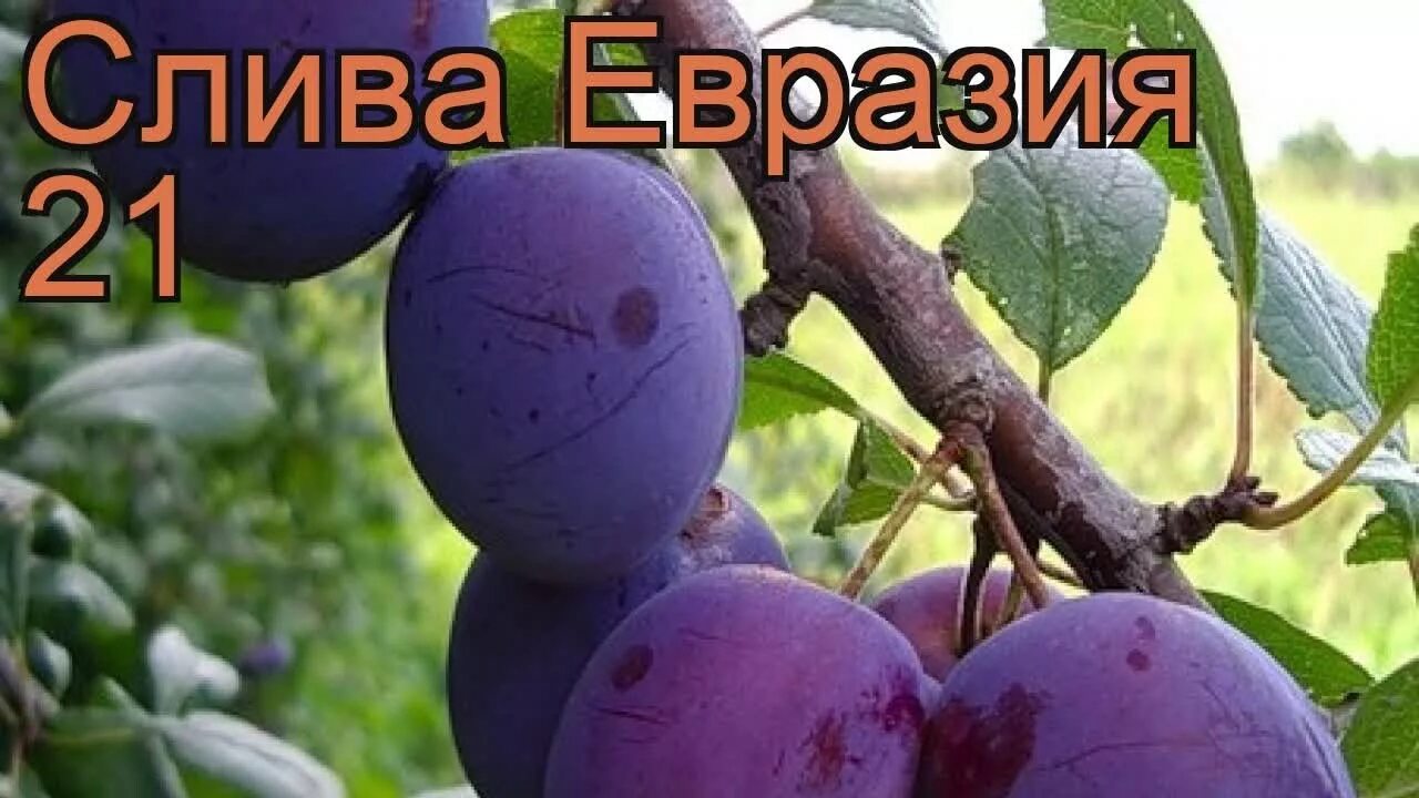 Слива Евразия 21. Слива венгерка. Слива Ренклод Колхозный. Слива Евразия (ранний сорт). Слива ранняя сорта фото отзывы опылители