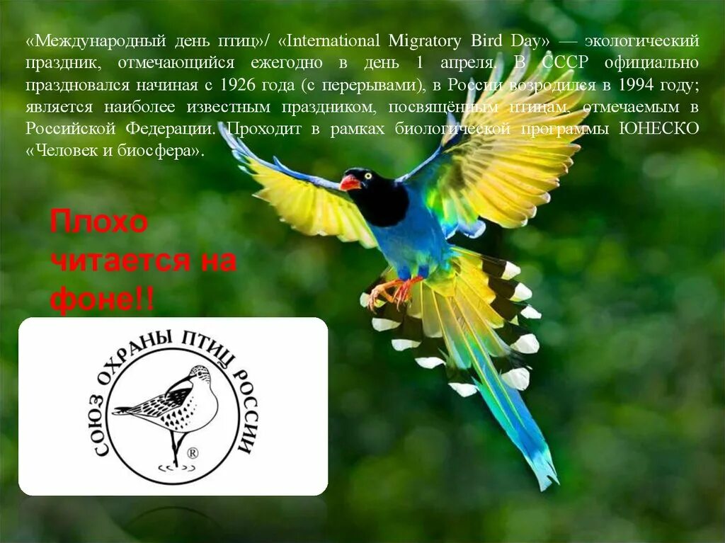 День птиц в детском саду презентация. Международный день птиц. Надпись Международный день птиц. Международный день птиц (International Bird Day). День птиц презентация.