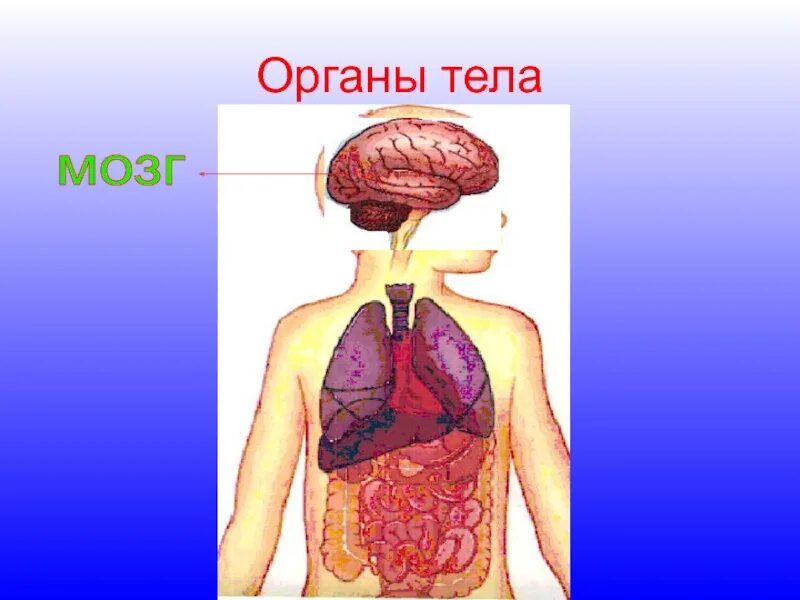 Модель тела человека 2 класс окружающий мир. Окружающий мир организм человека. окружающий мир тело человека. внутренние органы человека 3 класс окружающий мир. организм человека 3 класс окружающий мир.