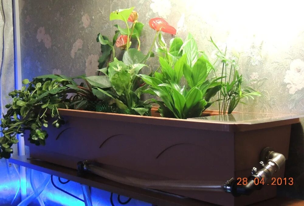 внешний аквариумный фитофильтр. Versamax фитофильтр. растения для фитофильтра. Versamax фитофильтр. фитофильтр для аквариума.