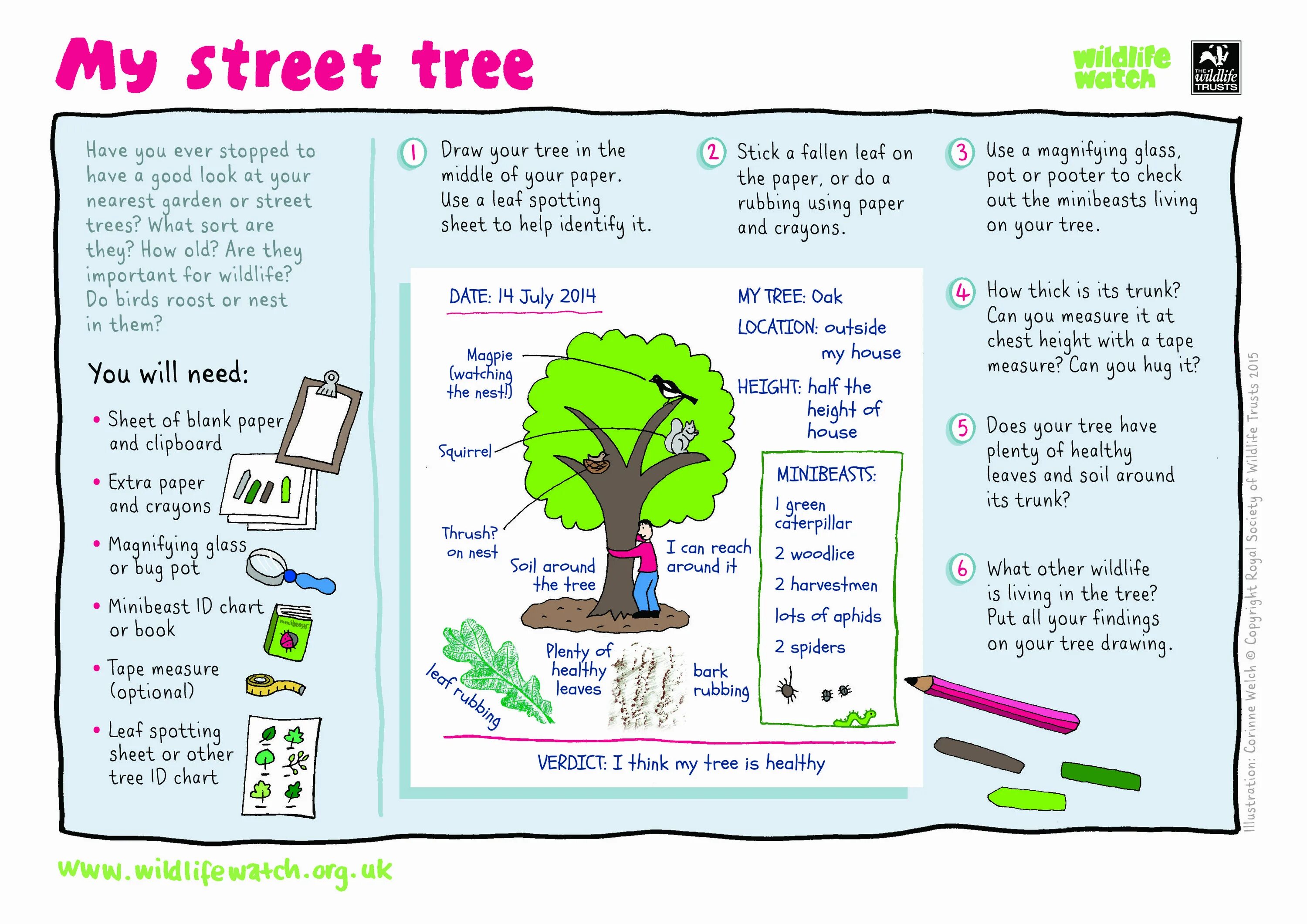 What trees are made of. Tree chart activity. the trees was или were green. put the tree. what do the trees tell worksheet.