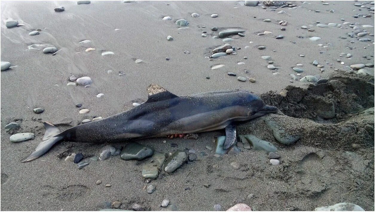 Дельфины террористы. Дельфин на берегу. Мертвые дельфина на берегу черного моря.