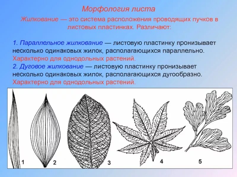 Сетчатое жилкование. Жилкование перисто краевое. Жилкование листьев у однодольных растений. Перистое жилкование листовой пластинки. Жилкование листьев шиповника.