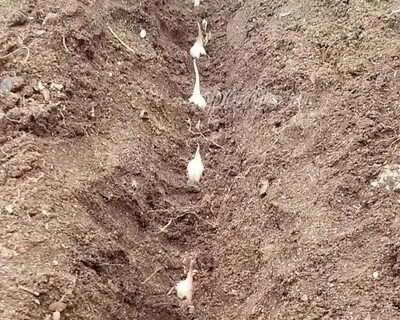 Зола под чеснок осенью