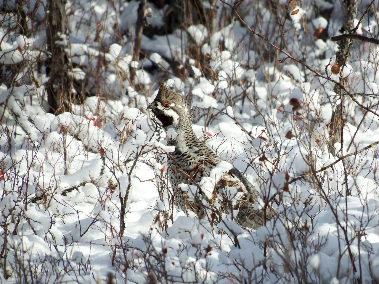 Какие птицы ночуют зарывшись в снег. Глухарь тетерев рябчик. Рябчик Сибирский зимующие. Рябчик в снегу. Рябчик зимой.