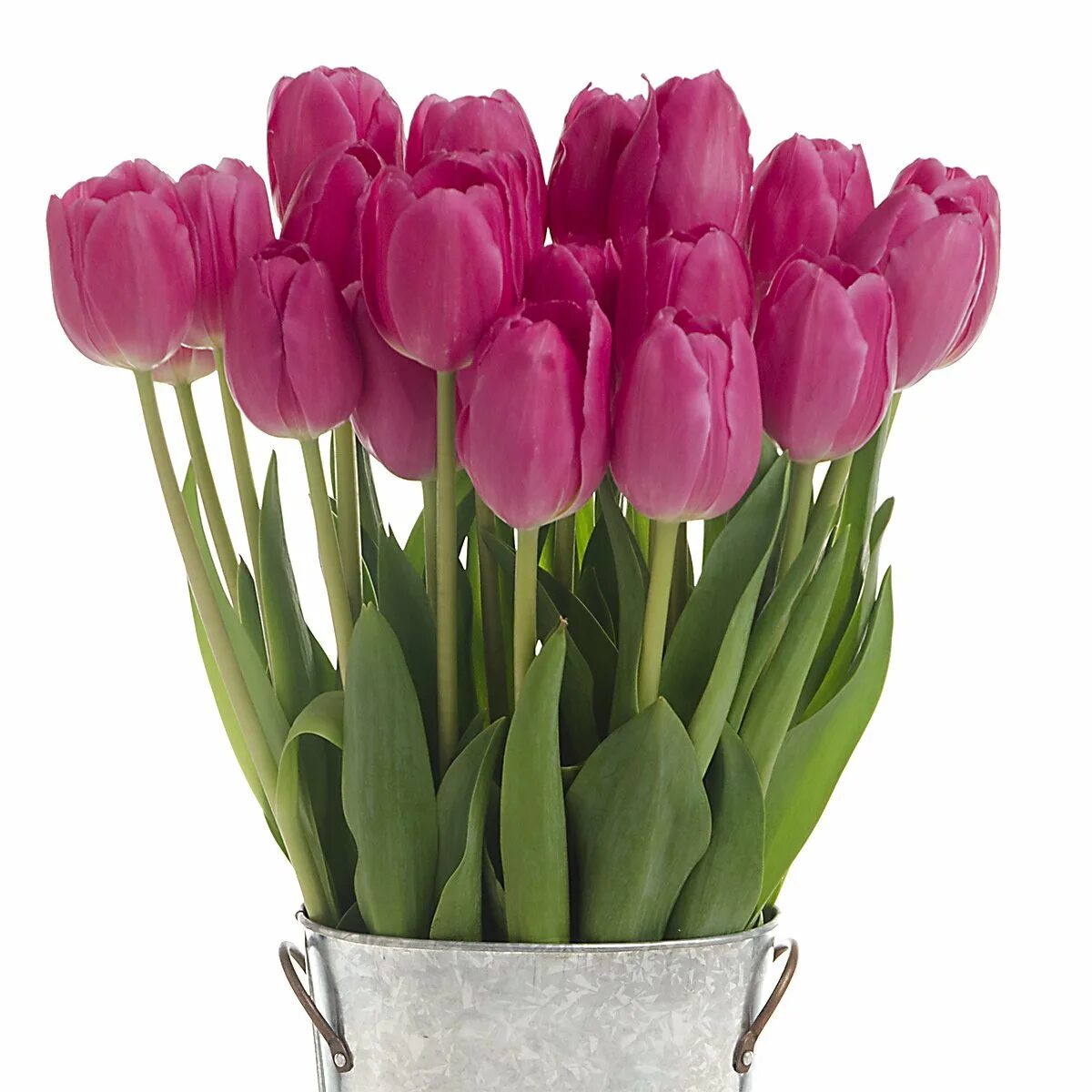 Ex tulip. Ex tulip. Тюльпан масковри. Тюльпаны сорт йохан шоу. Ex tulip.