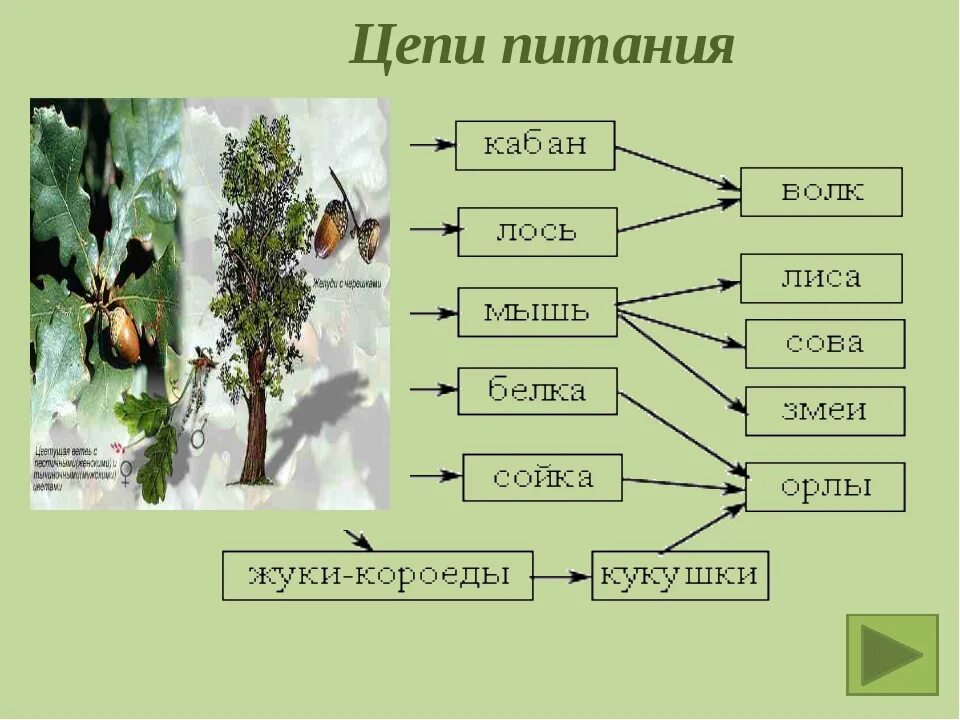 Цепь питания сообщества лес